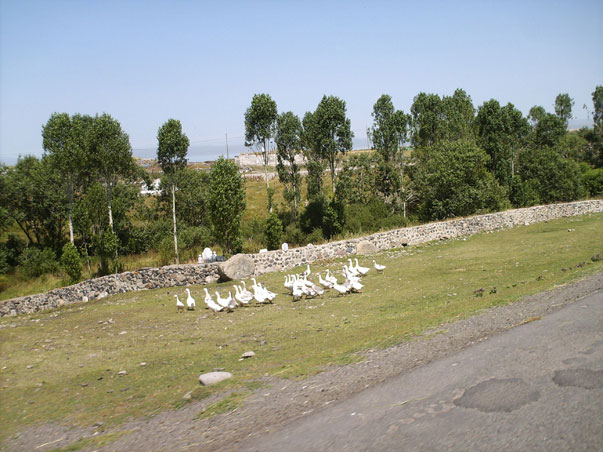 Turchia